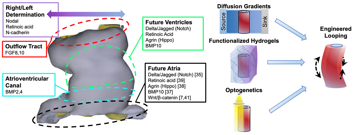 Engineering Heart Morphogenesis