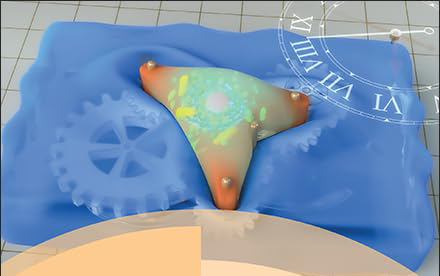 Engineered 3D Matrices with Spatiotemporally Tunable Properties