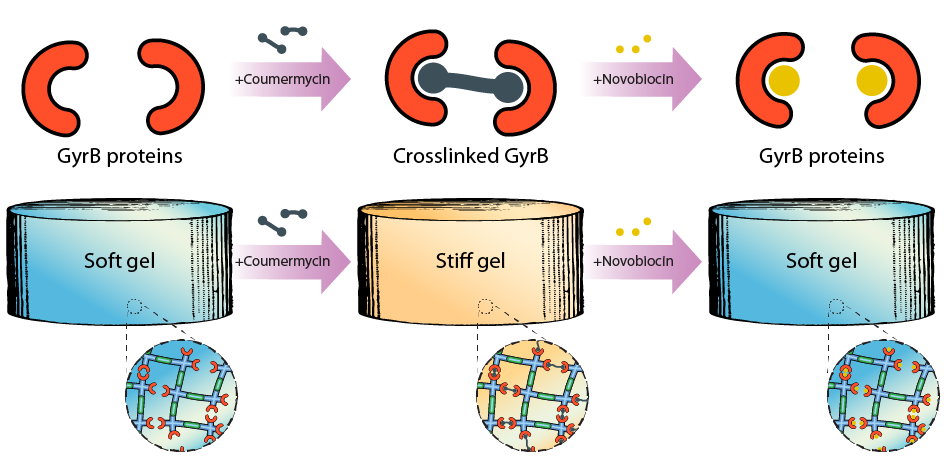 Pharmacological regulation of protein-polymer hydrogel stiffness