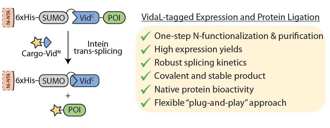 One-Step Purification and N-terminal Functionalization of Bioactive Proteins via Atypically Split Inteins