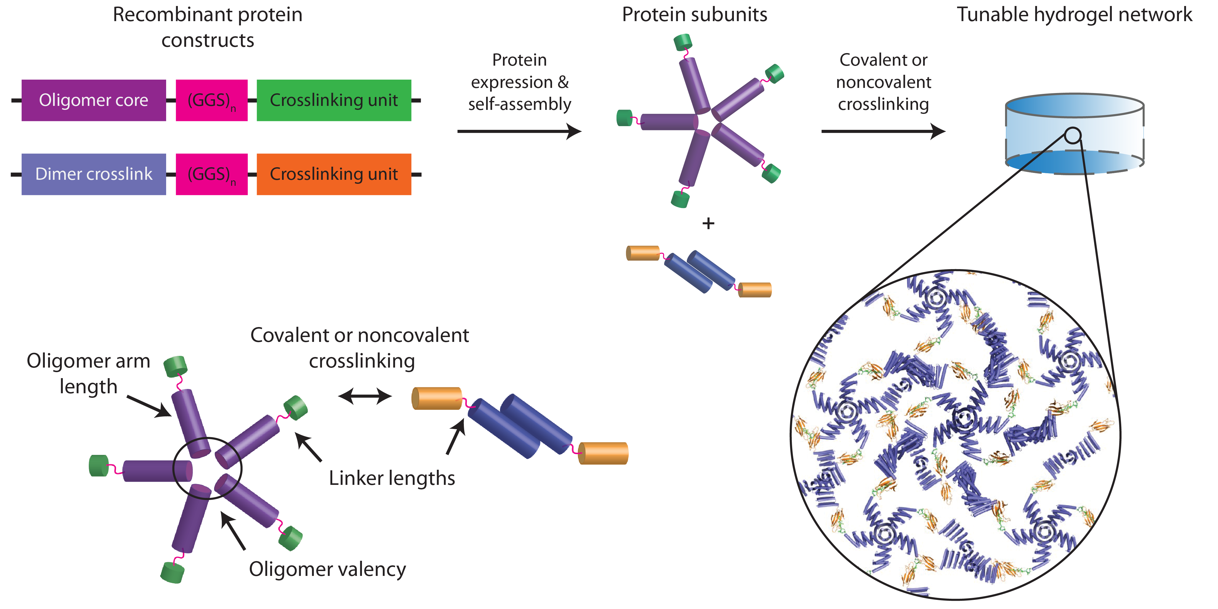 De Novo Design of Modular Protein Hydrogels with Programmable Intra- and Extracellular Viscoelasticity. 