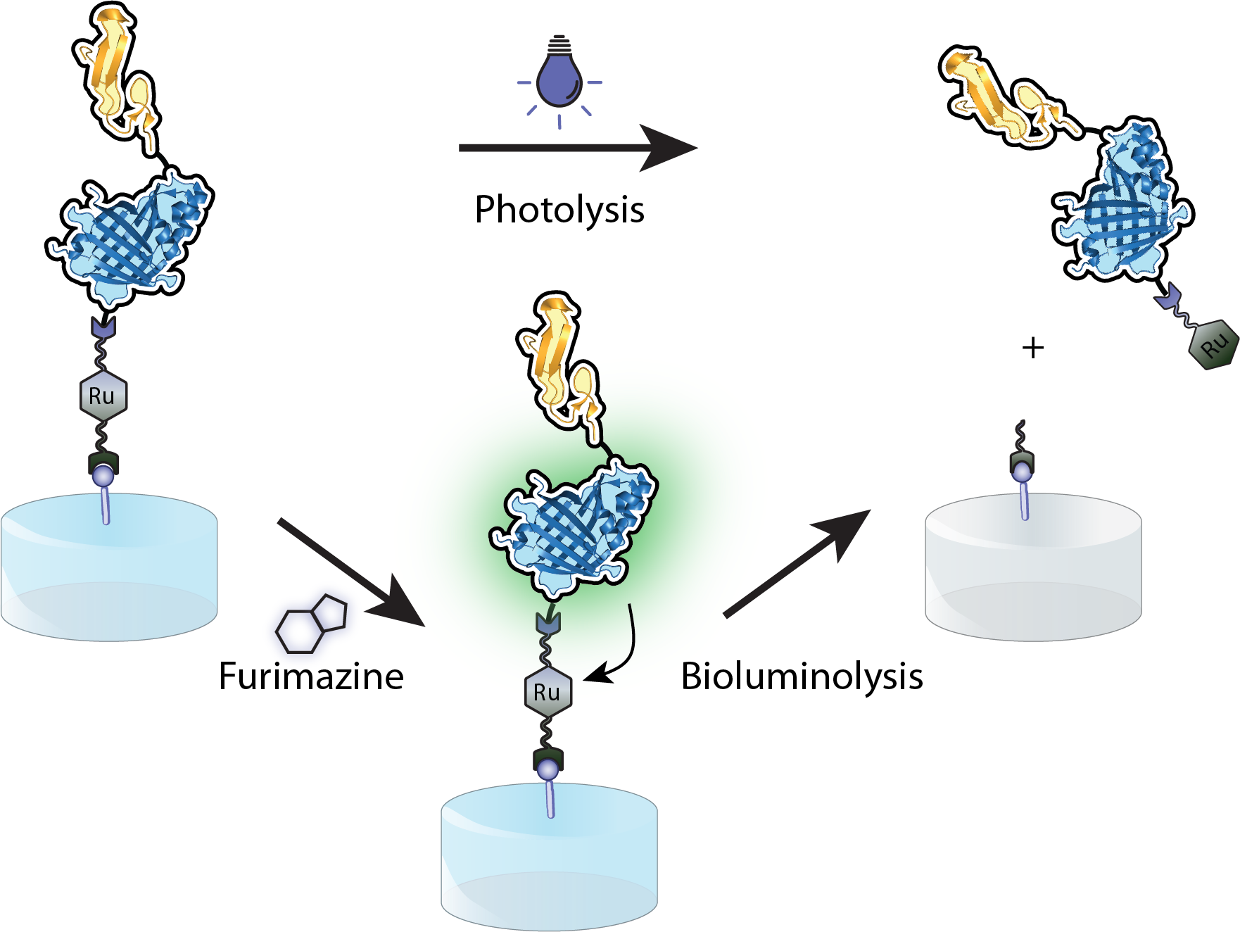 Bioluminescence Resonance Energy Transfer (BRET)-mediated Protein Release from Self-Illuminating Photoresponsive Biomaterials