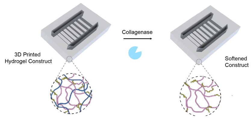 3D Printing of Enzymatically Softening Hydrogel Biomaterials
