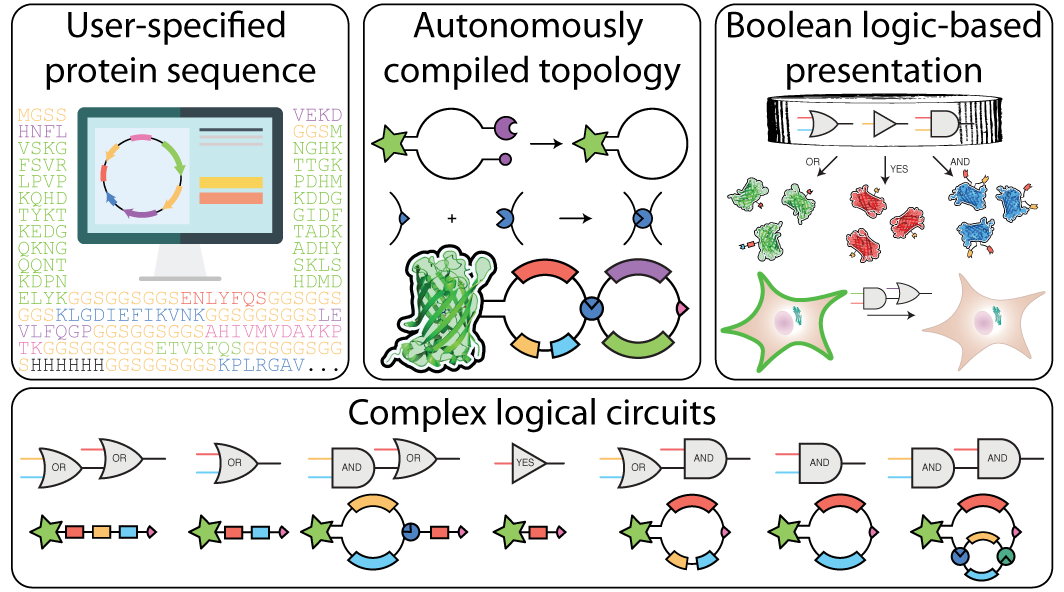 Boolean Logic-gated Protein Presentation through Autonomously Compiled Molecular Topology