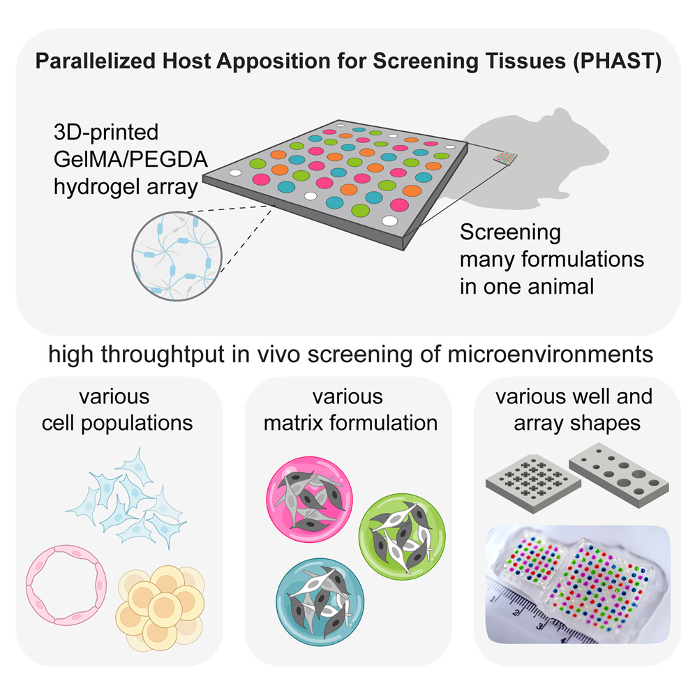 Bioprinted Platform for Parallelized Screening of Engineered Microtissues In Vivo