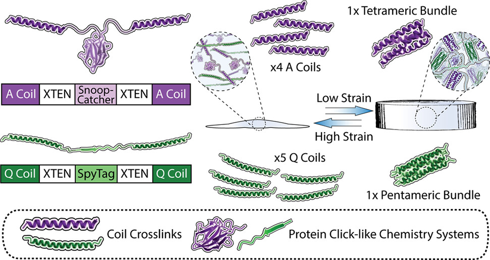 Genetically Encoded Interpenetrating Polymer Networks as Injectable Biomaterials for Controlled Therapeutic Protein Delivery