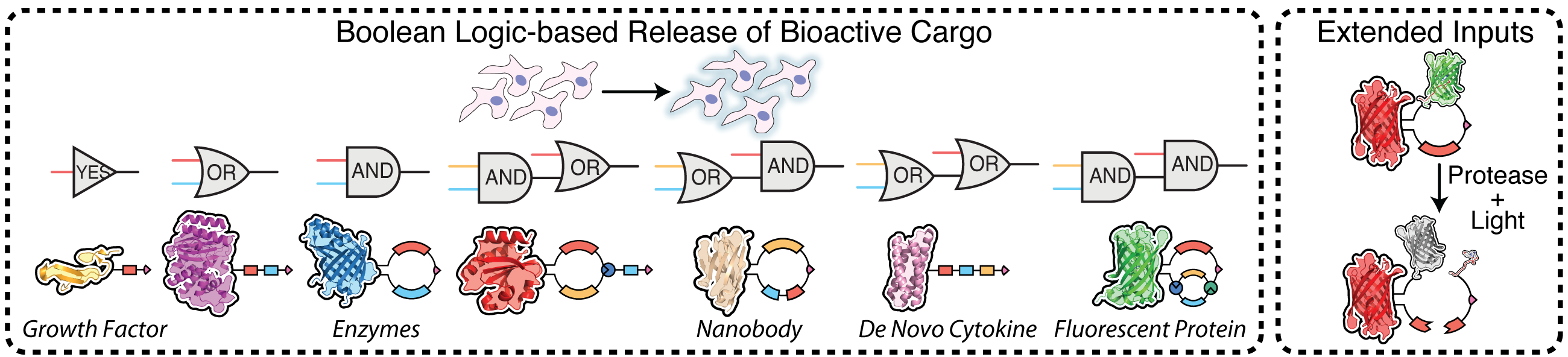 Boolean Logic-based Controlled Release of Bioactive Proteins with Diversified Inputs